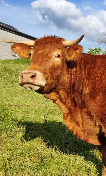 Une vache limousine dans un pré