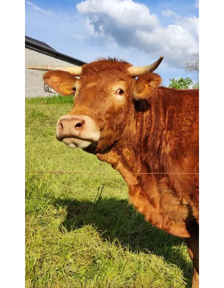 Une vache limousine dans un pré